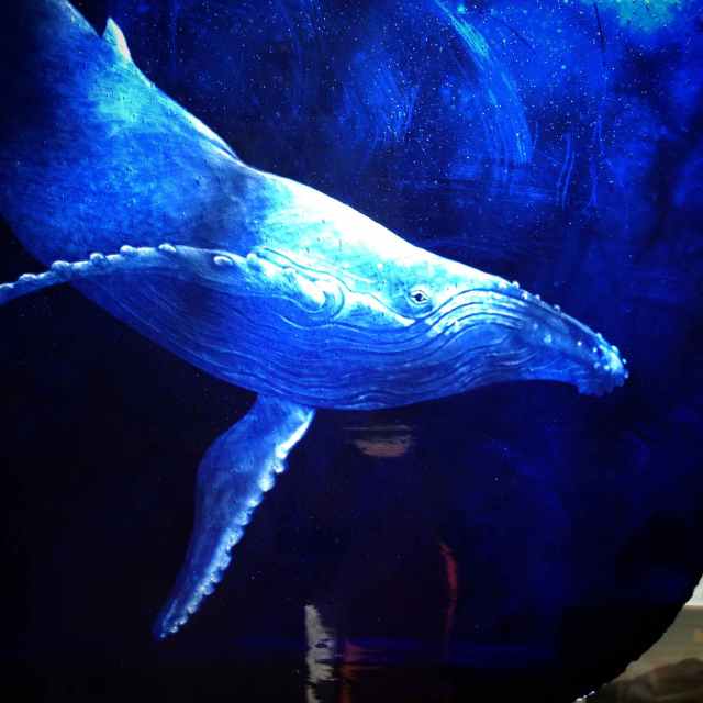 Tam's whale