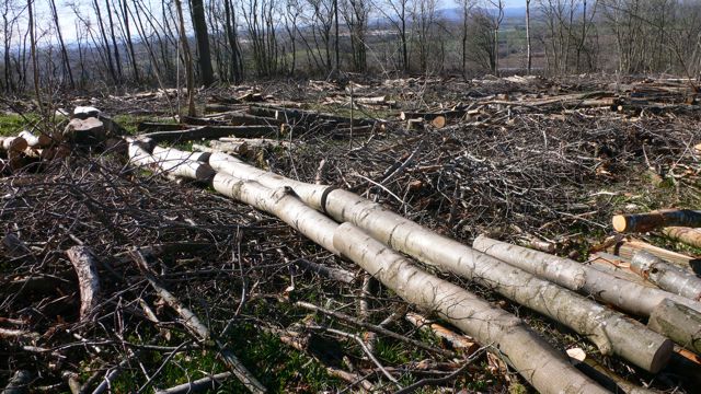 Good-looking ash logs