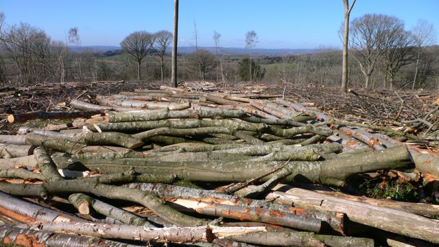 Part of the cycle of woodland management