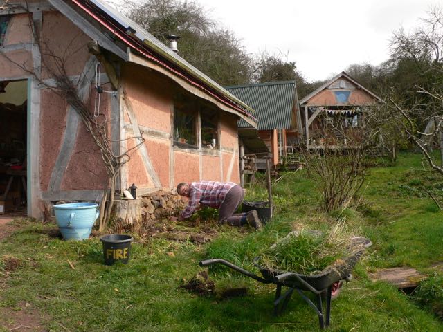 weeding raspberry patch